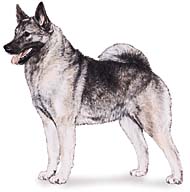 Norwegian Elkhound