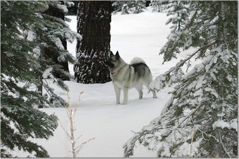 Windy in the snow