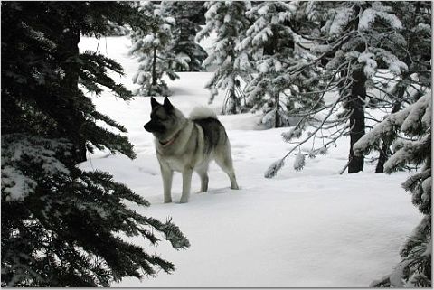 Windy in the snow