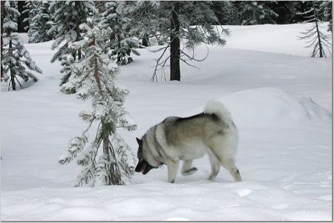 Windy in the snow