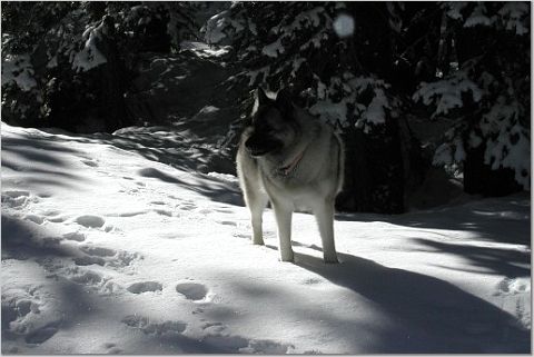 Windy in the snow