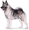 Elkhound